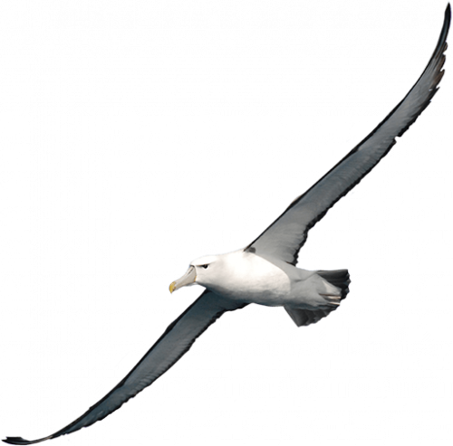 albatross fly high in diagonally